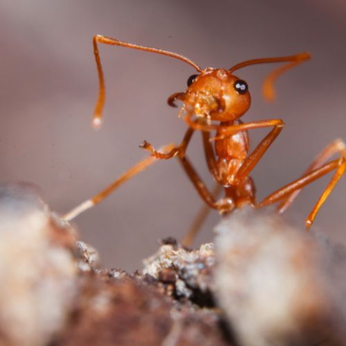 Red fire ant